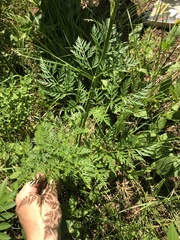 Ligusticum filicinum