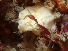 Caprella