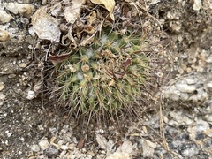 Mammillaria petrophila