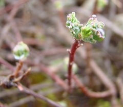 Pelargonium karooicum