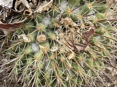Mammillaria petrophila