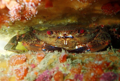 Velvet Swimming Crab, photo 5 of 10