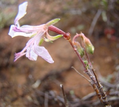Pelargonium karooicum