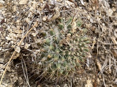 Mammillaria petrophila