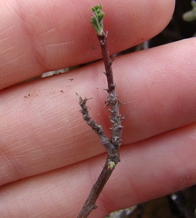Pelargonium karooicum