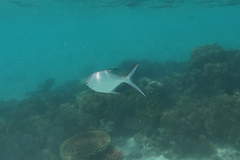 Trachinotus baillonii