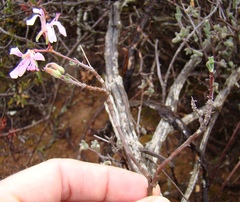 Pelargonium karooicum
