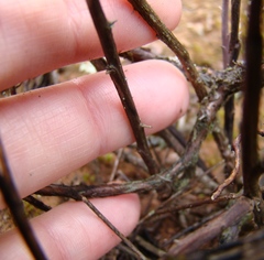 Pelargonium karooicum