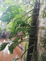 Monsteroideae