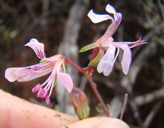 Pelargonium karooicum