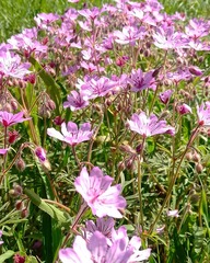 Geranium linearilobum