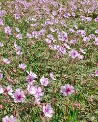 Geranium linearilobum
