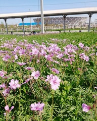 Geranium linearilobum