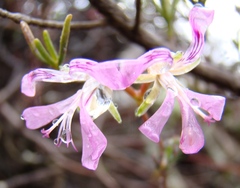 Pelargonium karooicum