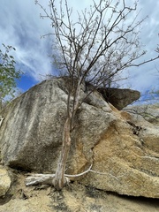 Erythrina flabelliformis