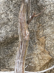 Erythrina flabelliformis