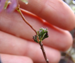 Pelargonium karooicum