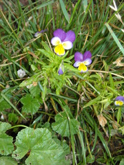 Viola tricolor tricolor