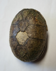 Kinosternon subrubrum subrubrum