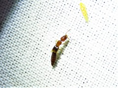 Lithocharodes longicollis