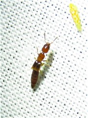 Lithocharodes longicollis