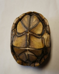 Kinosternon subrubrum subrubrum