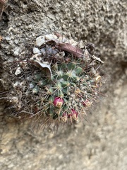 Mammillaria petrophila