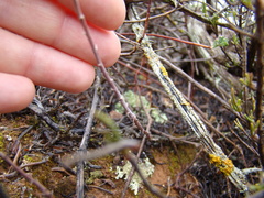Pelargonium karooicum