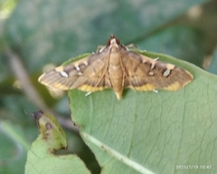 Prophantis adusta