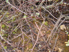 Pelargonium karooicum