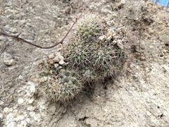Mammillaria petrophila