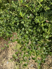 Ceanothus foliosus