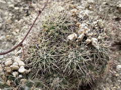 Mammillaria petrophila