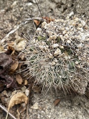 Mammillaria petrophila
