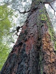 Allocasuarina decussata
