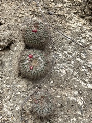 Mammillaria petrophila