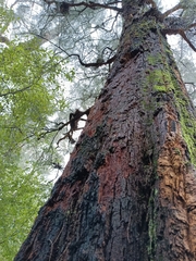 Allocasuarina decussata