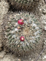 Mammillaria petrophila