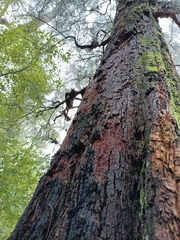 Allocasuarina decussata