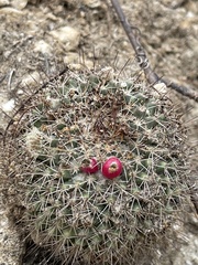 Mammillaria petrophila