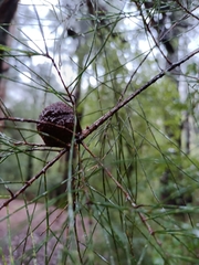 Allocasuarina decussata