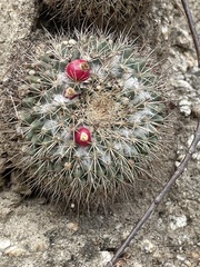 Mammillaria petrophila