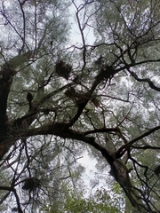 Allocasuarina decussata