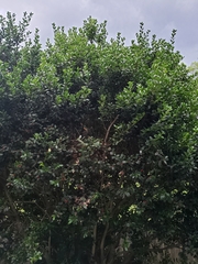 Rhamnus alaternus
