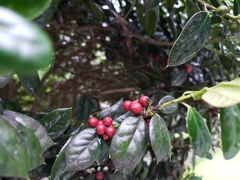 Rhamnus alaternus