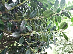 Rhamnus alaternus