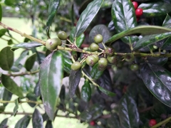 Rhamnus alaternus
