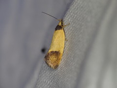 Merocroca automima