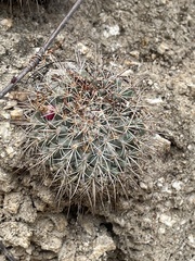 Mammillaria petrophila