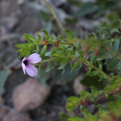 Tetratheca pilosa